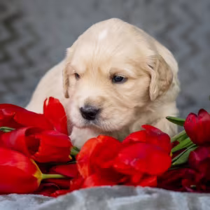 Two Golden Retriever Puppies Looking for a Home in Illinois (IL)