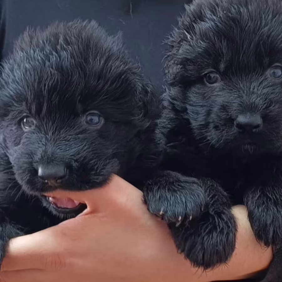 German Shepherd Puppies for Sale in Texas (TX)