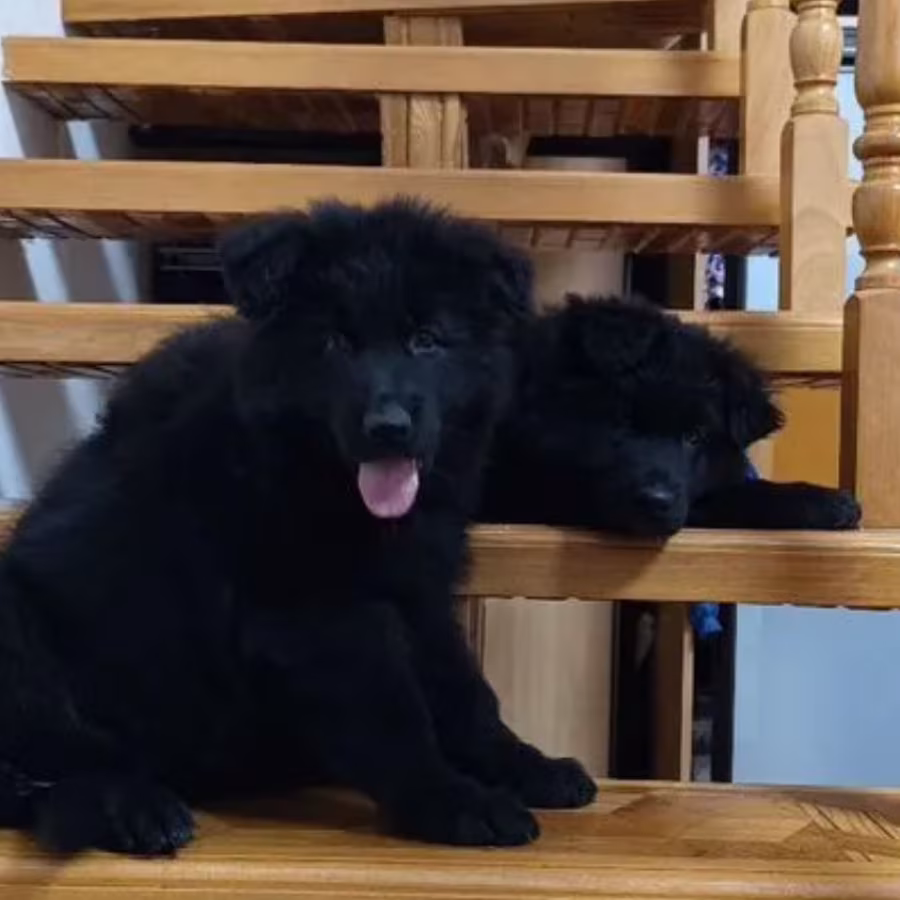 German Shepherd Puppies for Sale in Texas (TX)