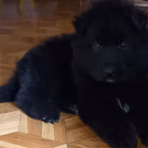 German Shepherd Puppies for Sale in Texas (TX)