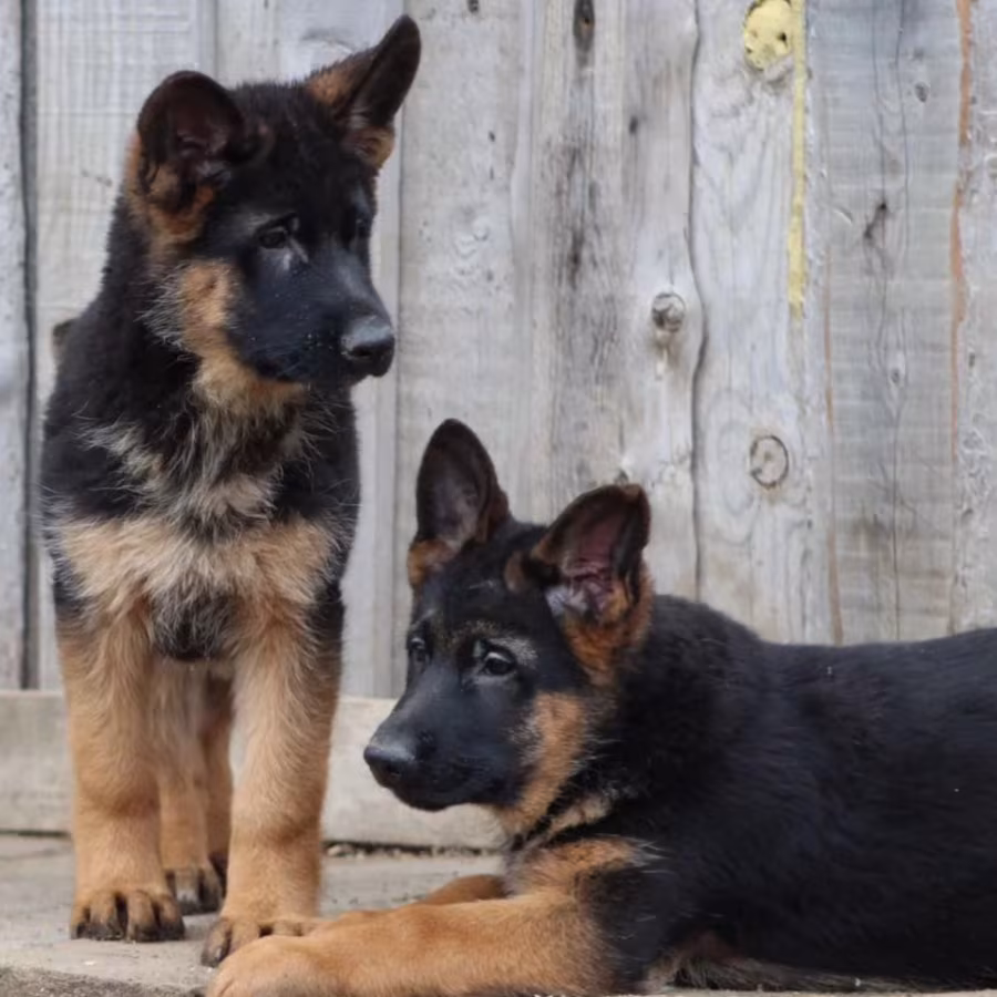 Two Female German Shepherd Puppies Looking for a Home in New York (NY)