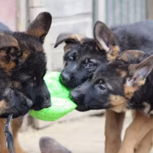 Two Female German Shepherd Puppies Looking for a Home in New York (NY)
