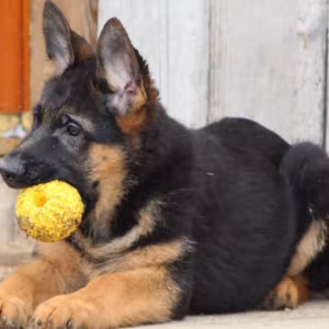 Two Female German Shepherd Puppies Looking for a Home in New York (NY)