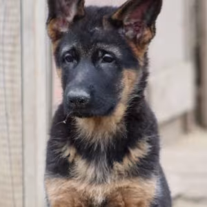 Two Female German Shepherd Puppies Looking for a Home in New York (NY)
