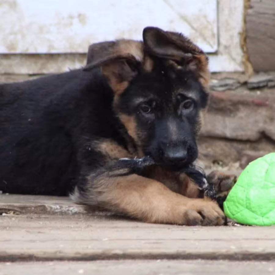 Two Female German Shepherd Puppies Looking for a Home in New York (NY)
