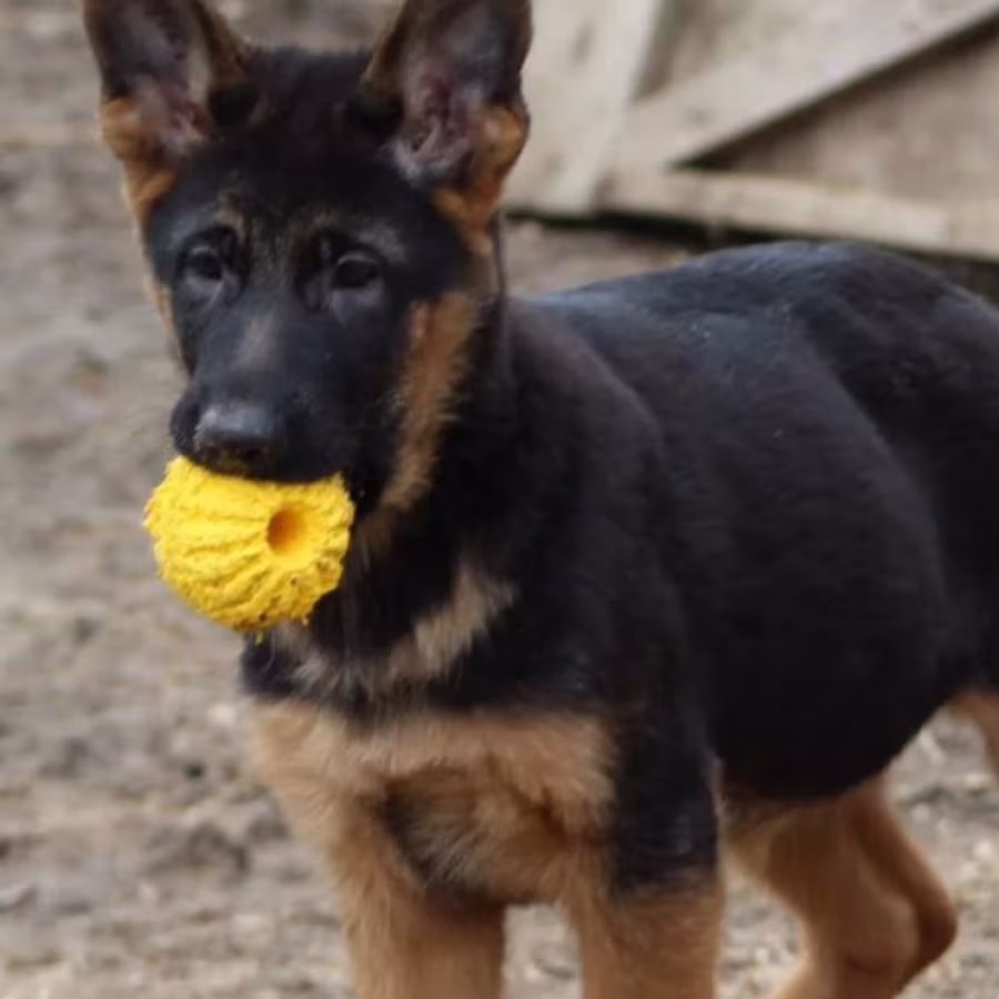 Two Female German Shepherd Puppies Looking for a Home in New York (NY)