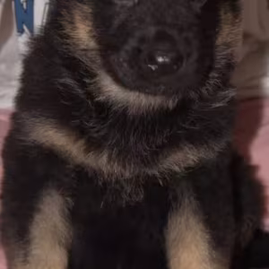 German Shepherd Puppy for Sale, 5 Weeks Old, in Illinois (IL)