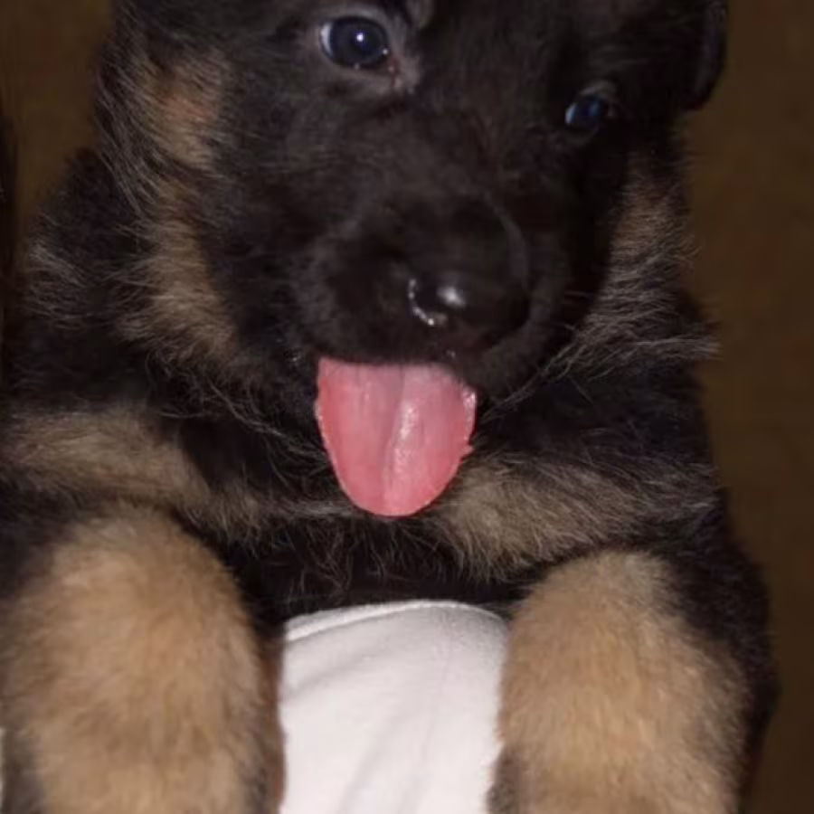 German Shepherd Puppy for Sale, 5 Weeks Old, in Illinois (IL)