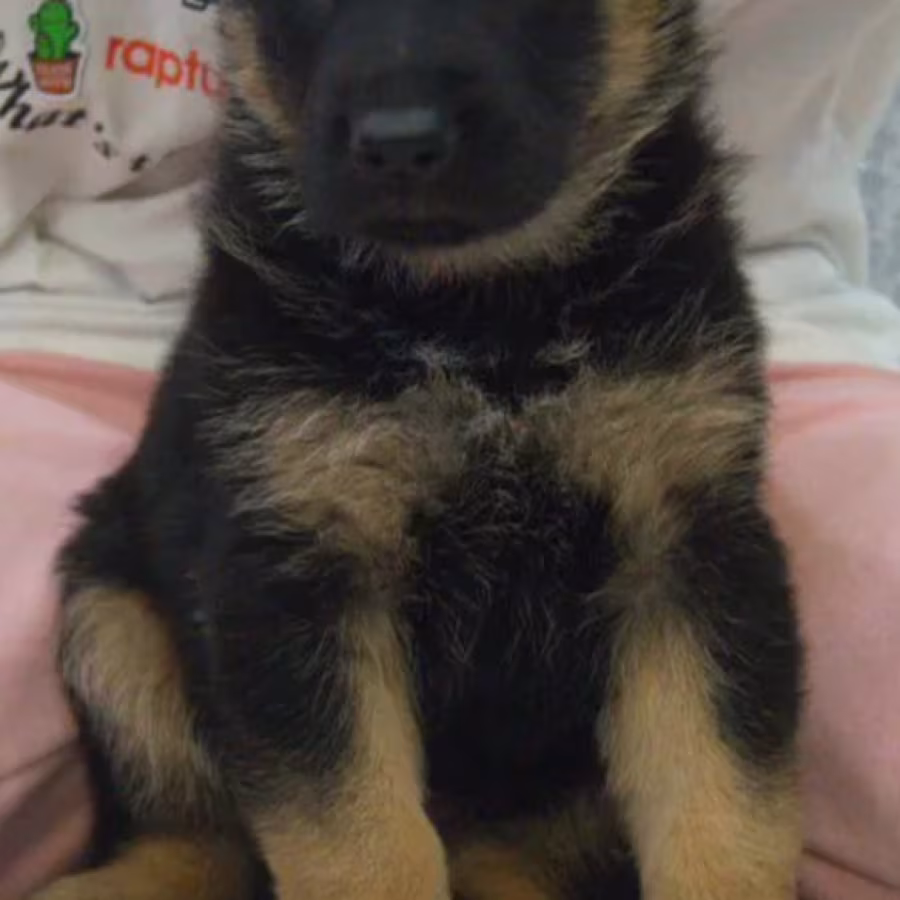 German Shepherd Puppy for Sale, 5 Weeks Old, in Illinois (IL)