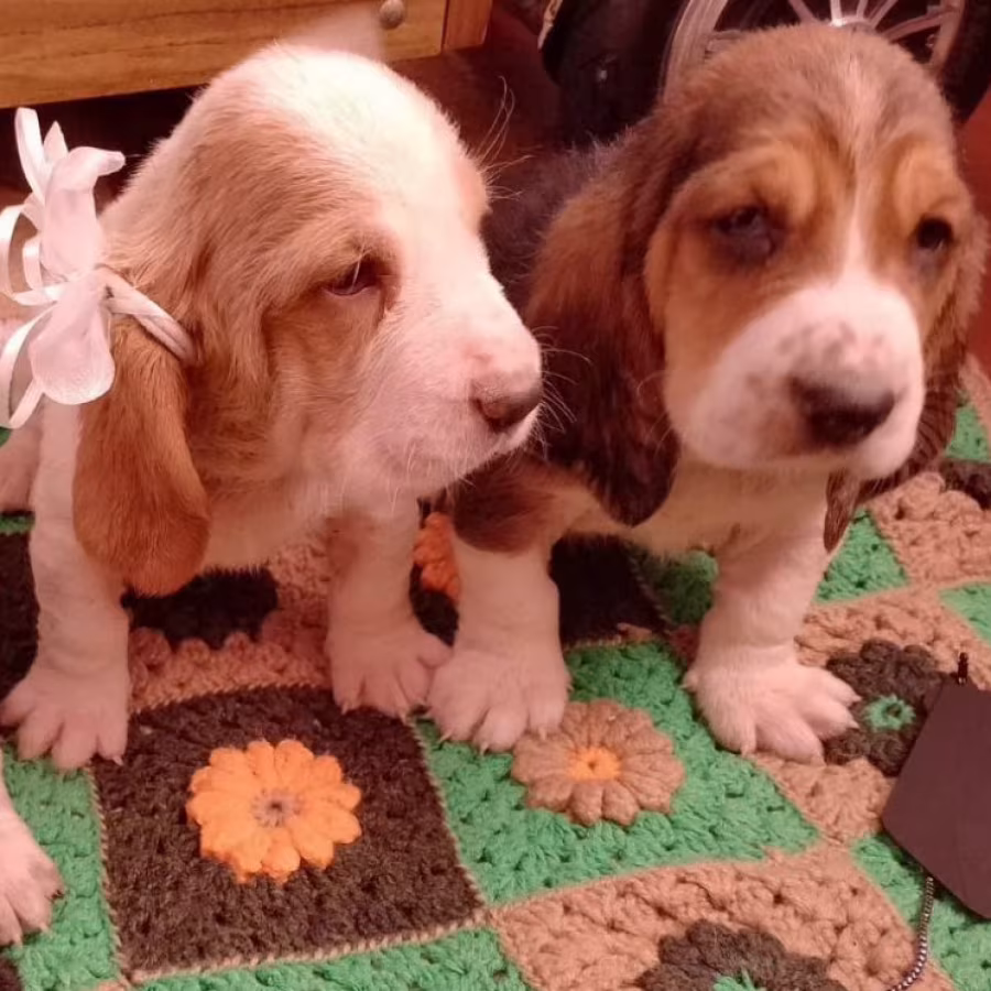 Basset Hound Puppies Looking for a Home in Texas (TX)