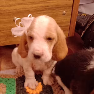 Basset Hound Puppies Looking for a Home in Texas (TX)