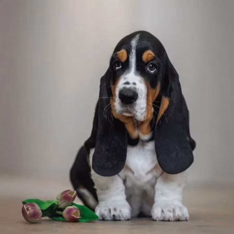 Female Basset Hound Puppy for Sale in Texas (TX)