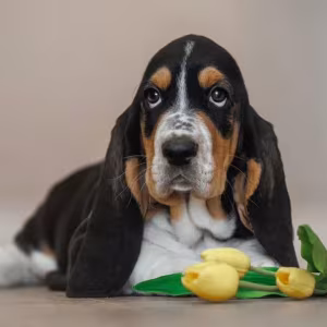 Female Basset Hound Puppy for Sale in Texas (TX)