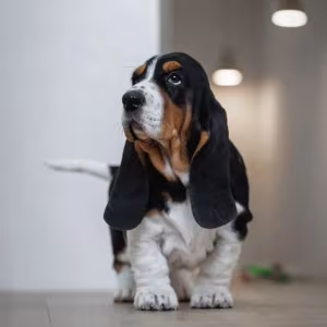 Female Basset Hound Puppy for Sale in Texas (TX)