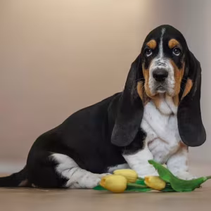 Female Basset Hound Puppy for Sale in Texas (TX)