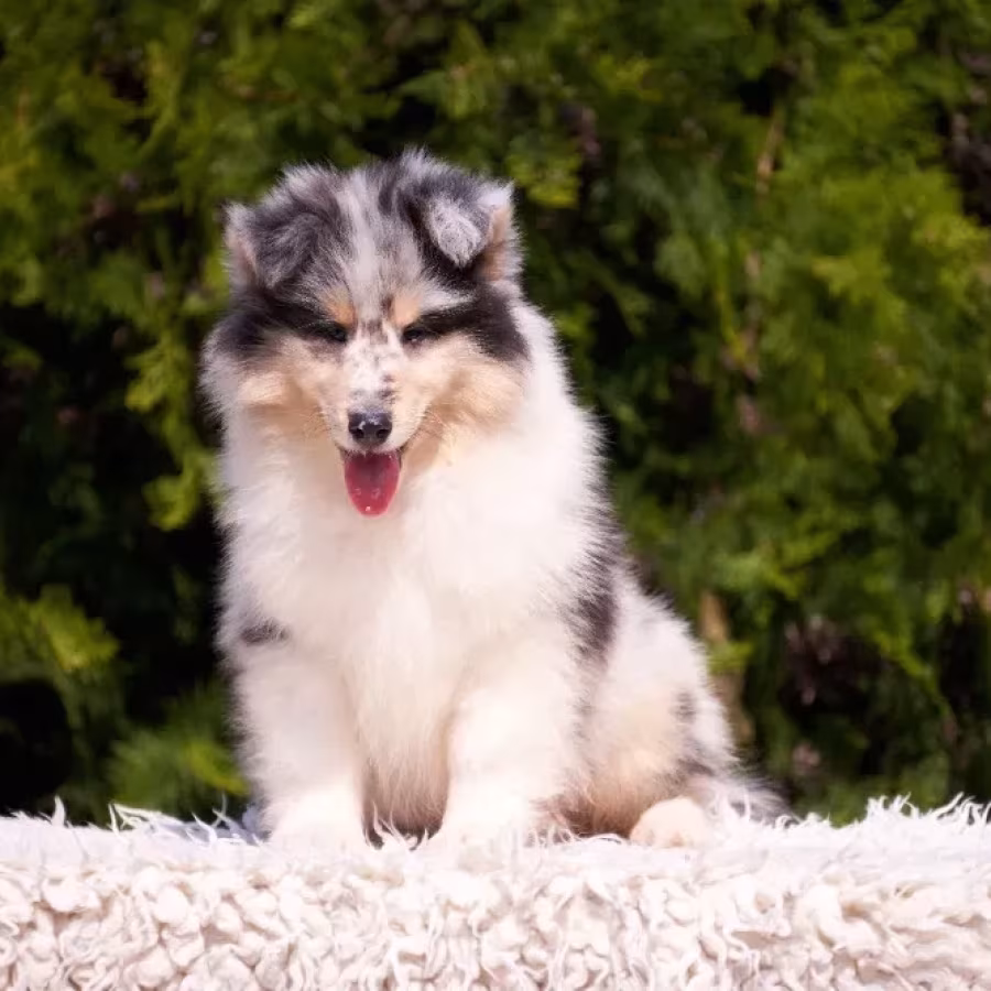 Adorable Blue Merle Collie Puppies for Sale Exceptional Companions!