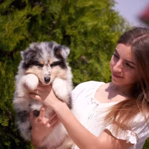 Adorable Blue Merle Collie Puppies for Sale Exceptional Companions!