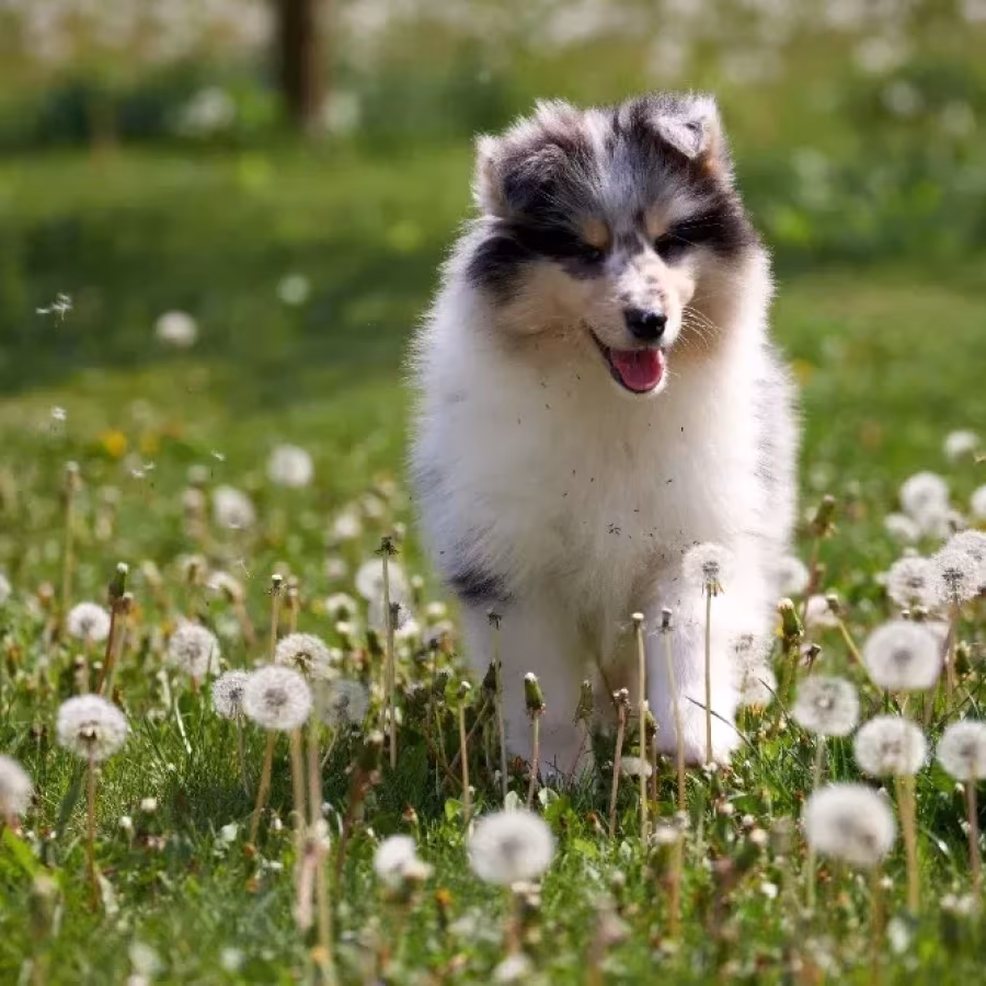 Adorable Blue Merle Collie Puppies for Sale Exceptional Companions!