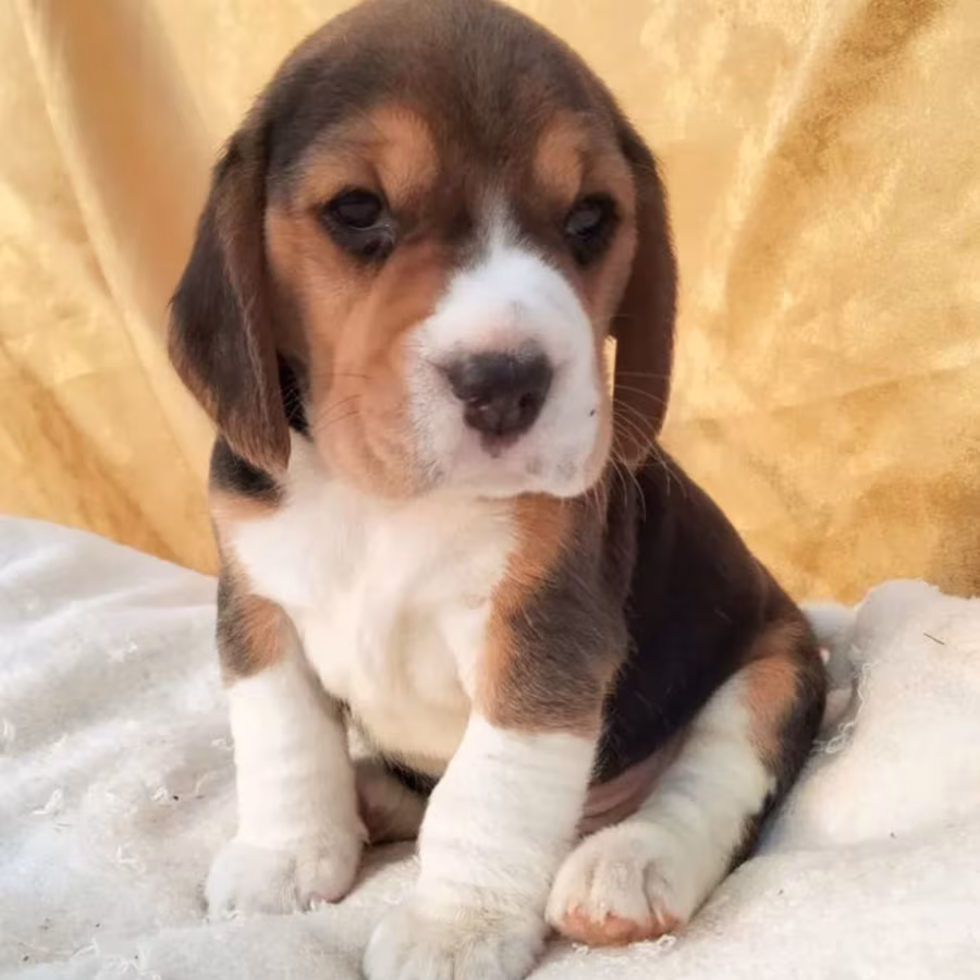 Beagle Puppy for Sale in Florida (FL)