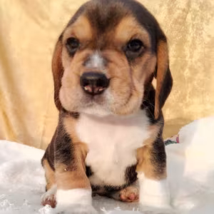 Beagle Puppy for Sale in Florida (FL)