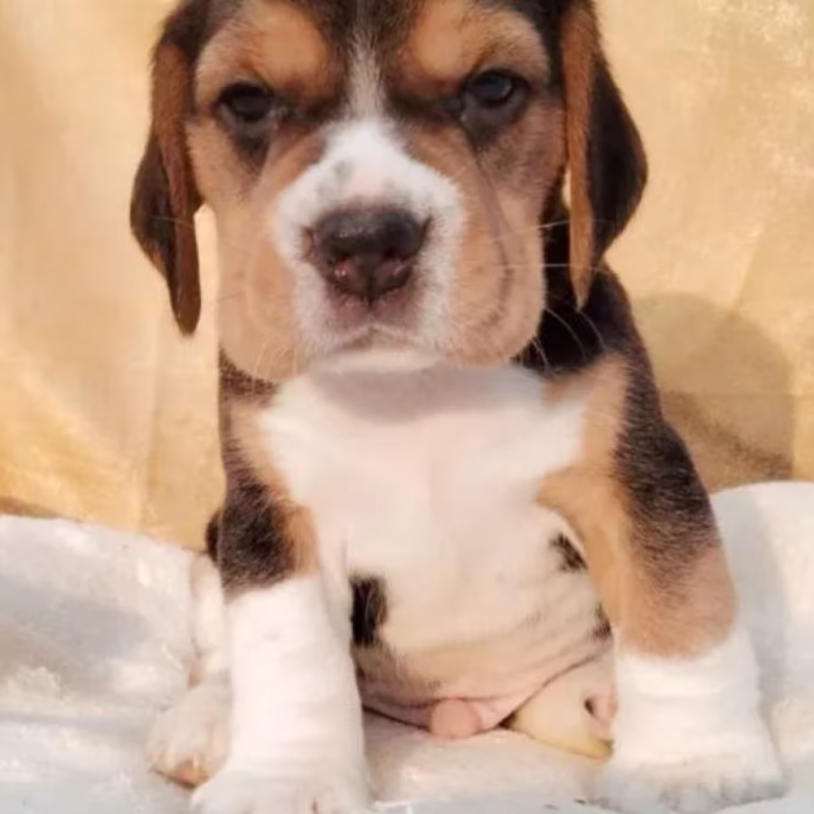 Beagle Puppy for Sale in Florida (FL)