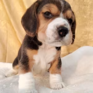 Beagle Puppy for Sale in Florida (FL)