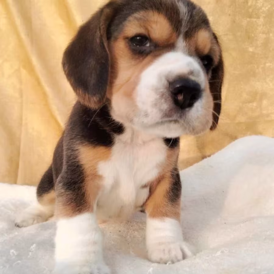 Beagle Puppy for Sale in Florida (FL)