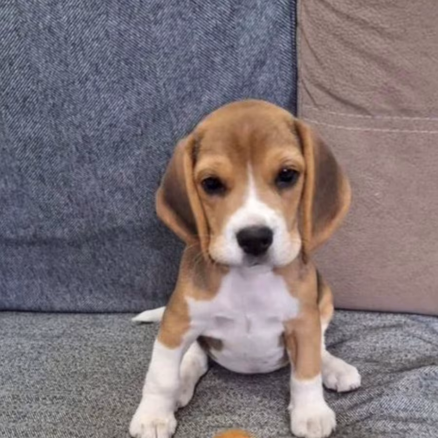 Beagle Girl for Sale in New York (NY)