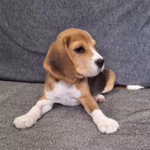 Beagle Girl for Sale in New York (NY)