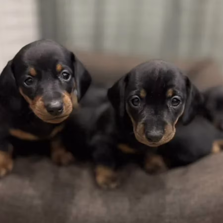 Dachshund Puppies for Sale in Texas (TX)