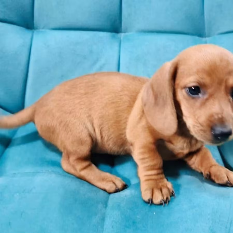 Dachshund Girl for Sale in New York (NY)