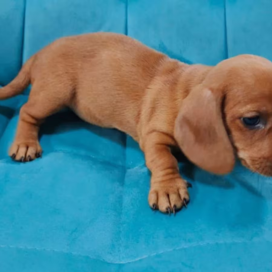 Dachshund Girl for Sale in New York (NY)