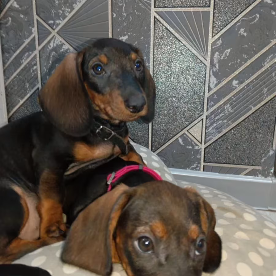 Two Dachshund Brothers for Sale in New York (NY)