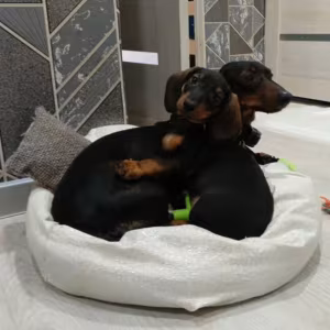 Two Dachshund Brothers for Sale in New York (NY)