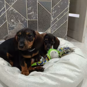 Two Dachshund Brothers for Sale in New York (NY)