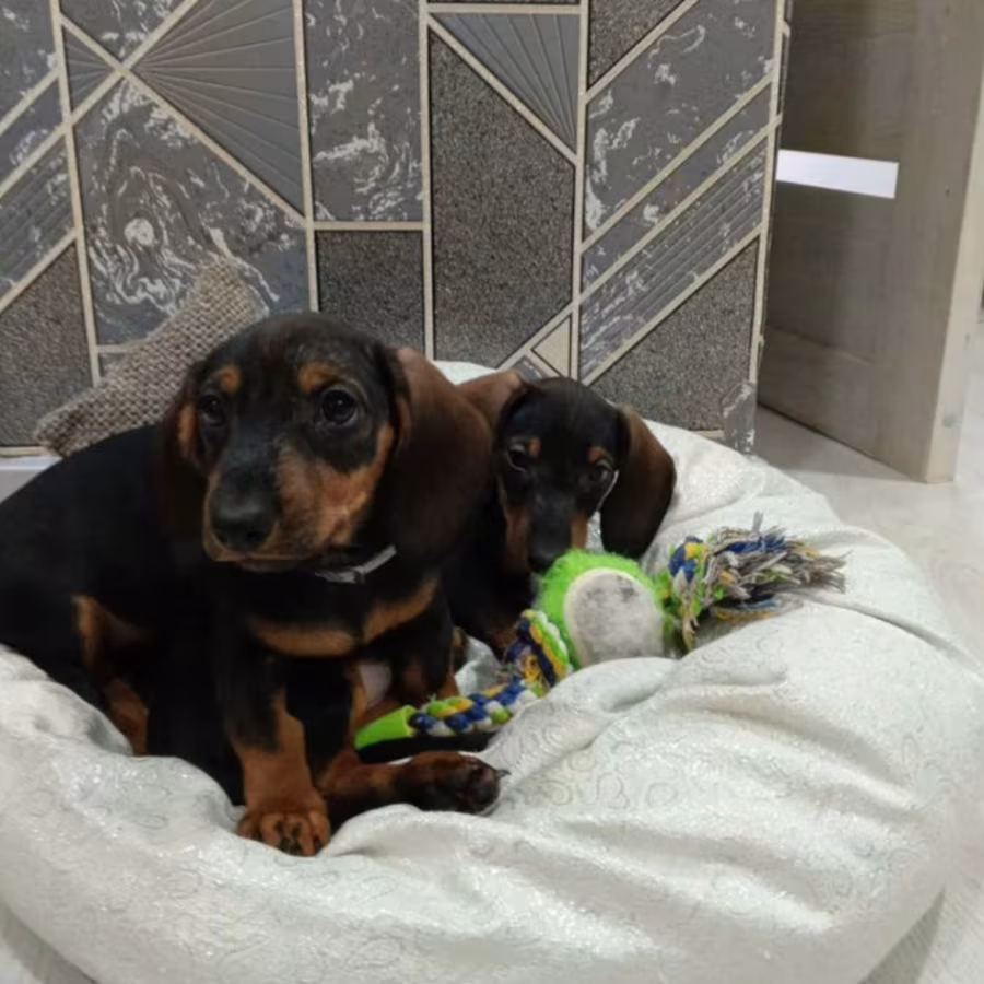 Two Dachshund Brothers for Sale in New York (NY)