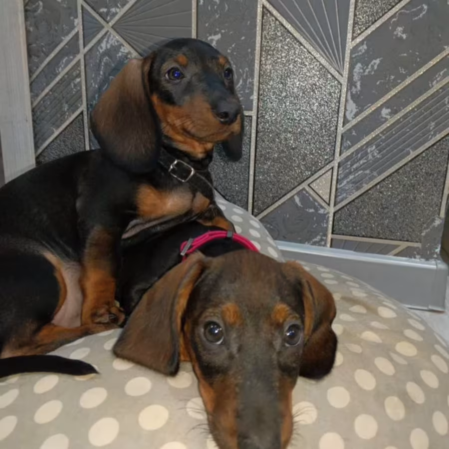 Two Dachshund Brothers for Sale in New York (NY)