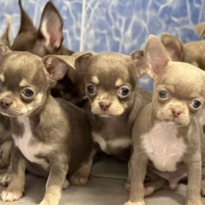 Chihuahua Puppies for Sale in Arizona (AZ)
