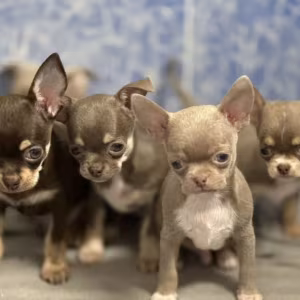 Chihuahua Puppies for Sale in Arizona (AZ)