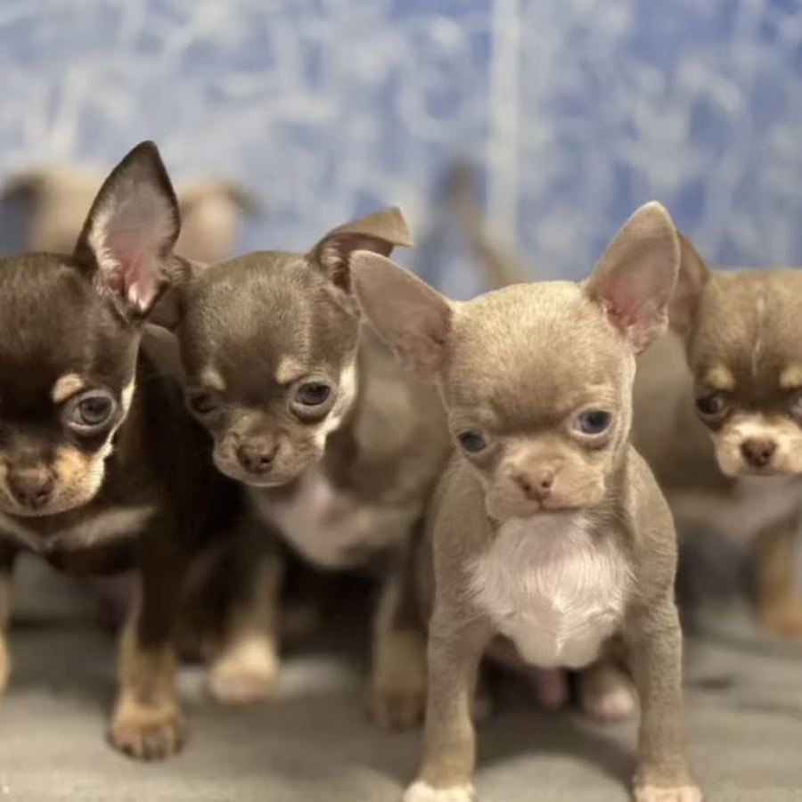 Chihuahua Puppies for Sale in Arizona (AZ)