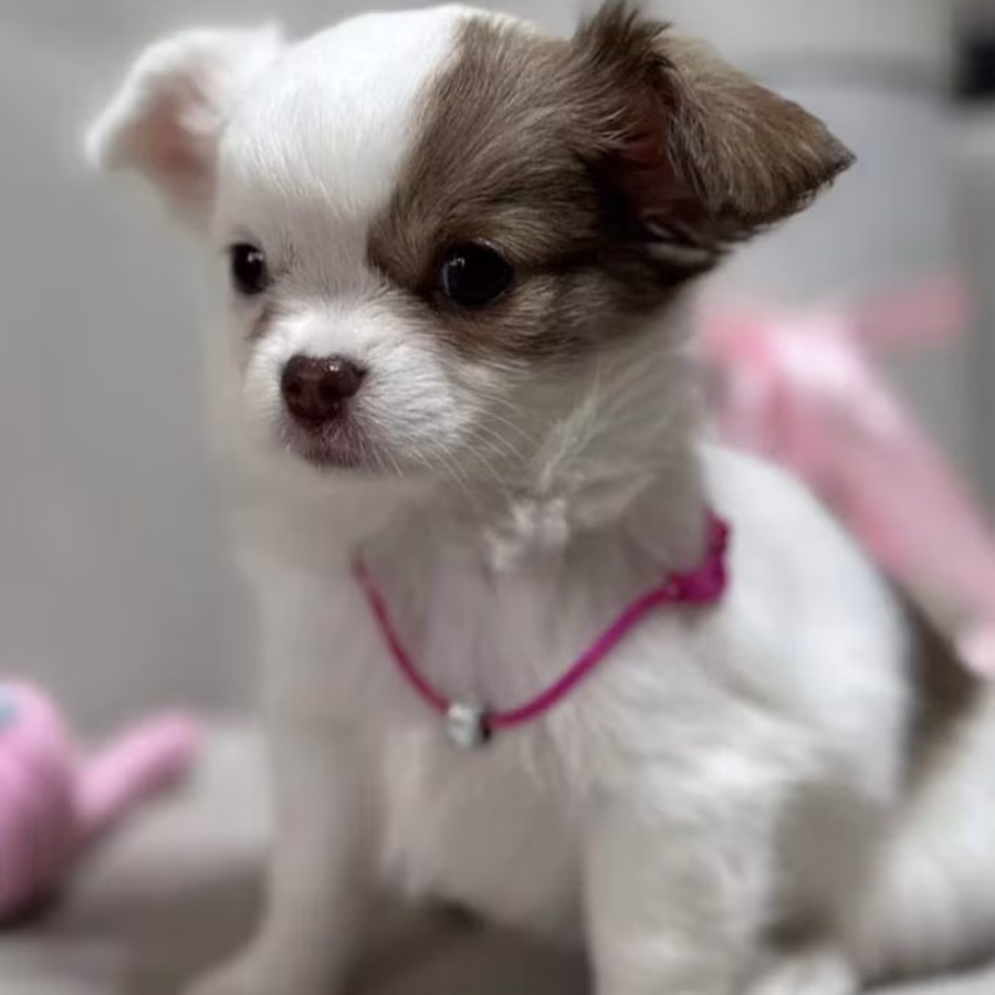 Chihuahua Girl Ready for a New Home in Texas (TX)
