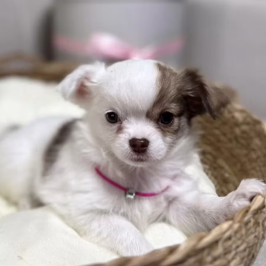Chihuahua Girl Ready for a New Home in Texas (TX)