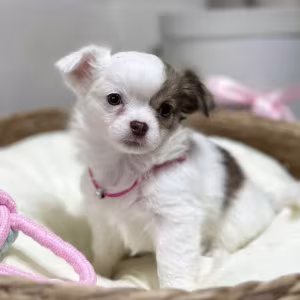Chihuahua Girl Ready for a New Home in Texas (TX)