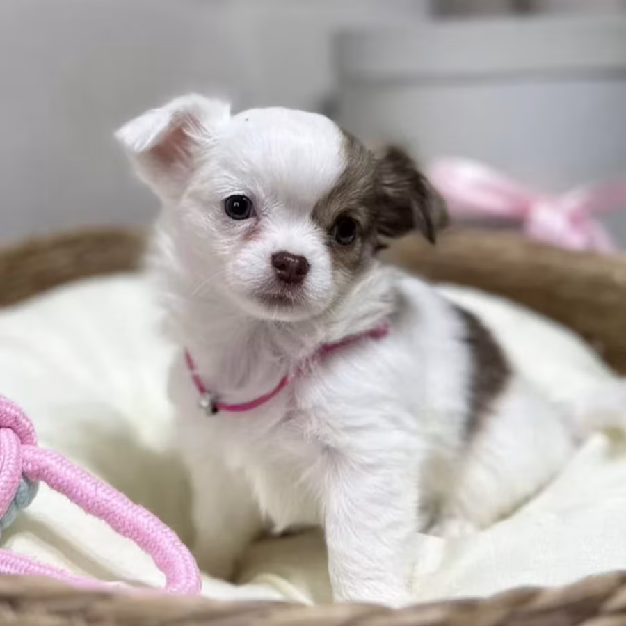 Chihuahua Girl Ready for a New Home in Texas (TX)