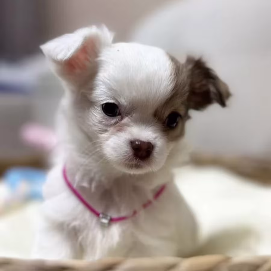 Chihuahua Girl Ready for a New Home in Texas (TX)