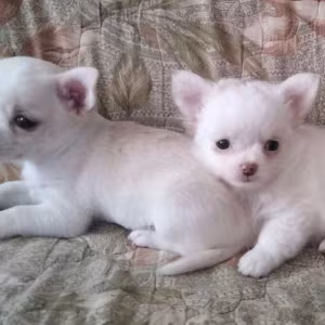 Two Chihuahua Boys Looking for a Home in Texas (TX)