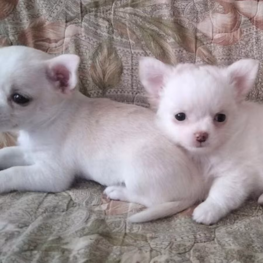 Two Chihuahua Boys Looking for a Home in Texas (TX)