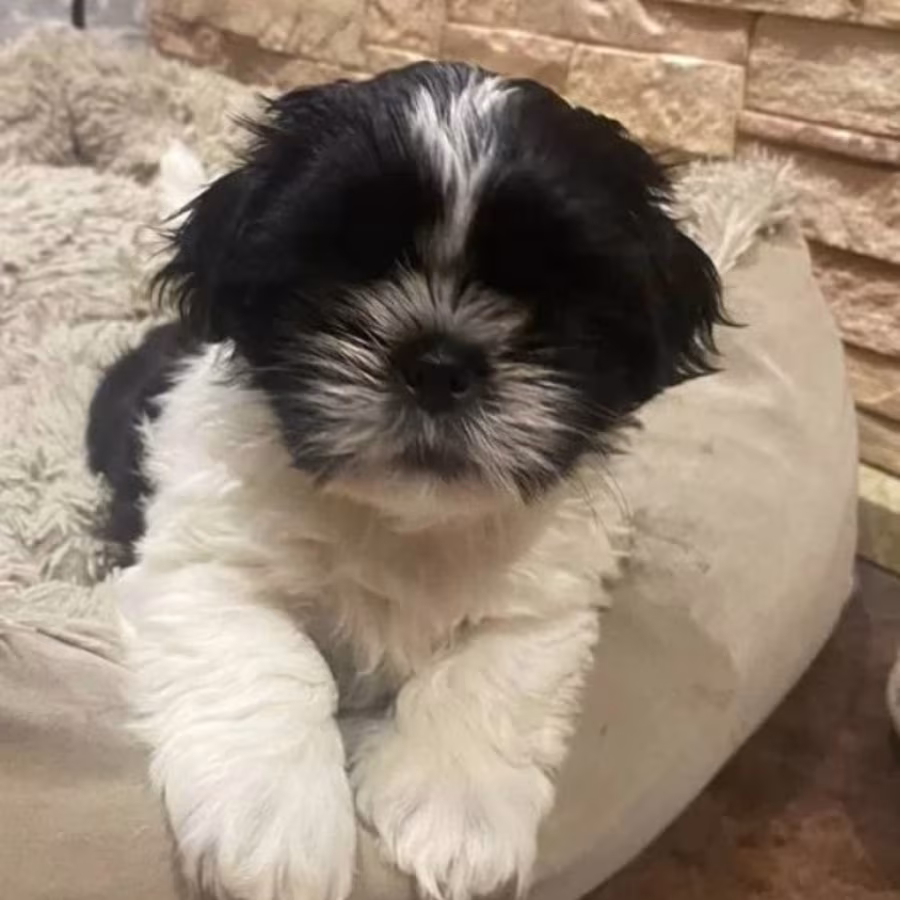 Shih Tzu Puppies for Sale in New York (NY)