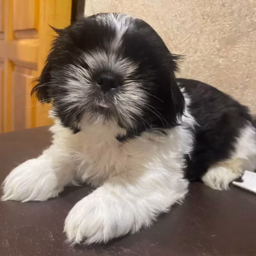 Shih Tzu Puppies for Sale in New York (NY)