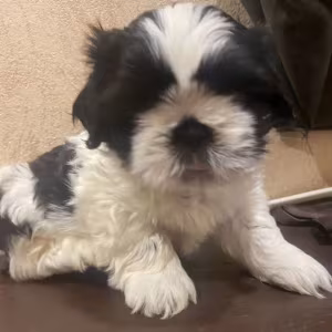 Shih Tzu Puppies for Sale in New York (NY)
